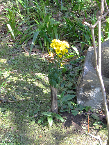 円覚寺境内の花